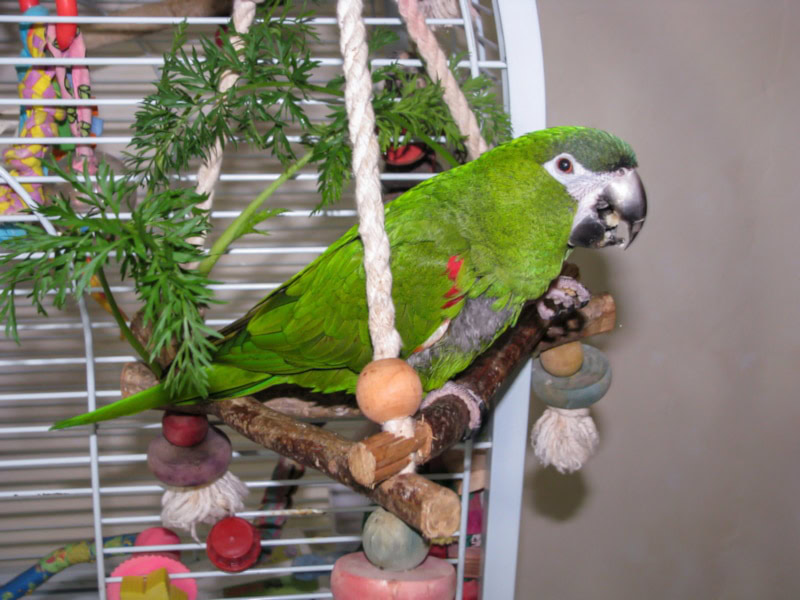 Hahn's Macaw in a cage
