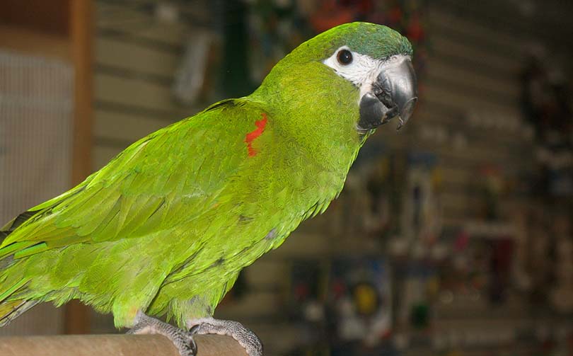 Hahn's Macaw