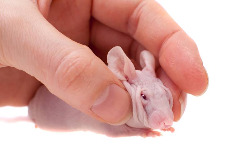 Hairless albino mouse