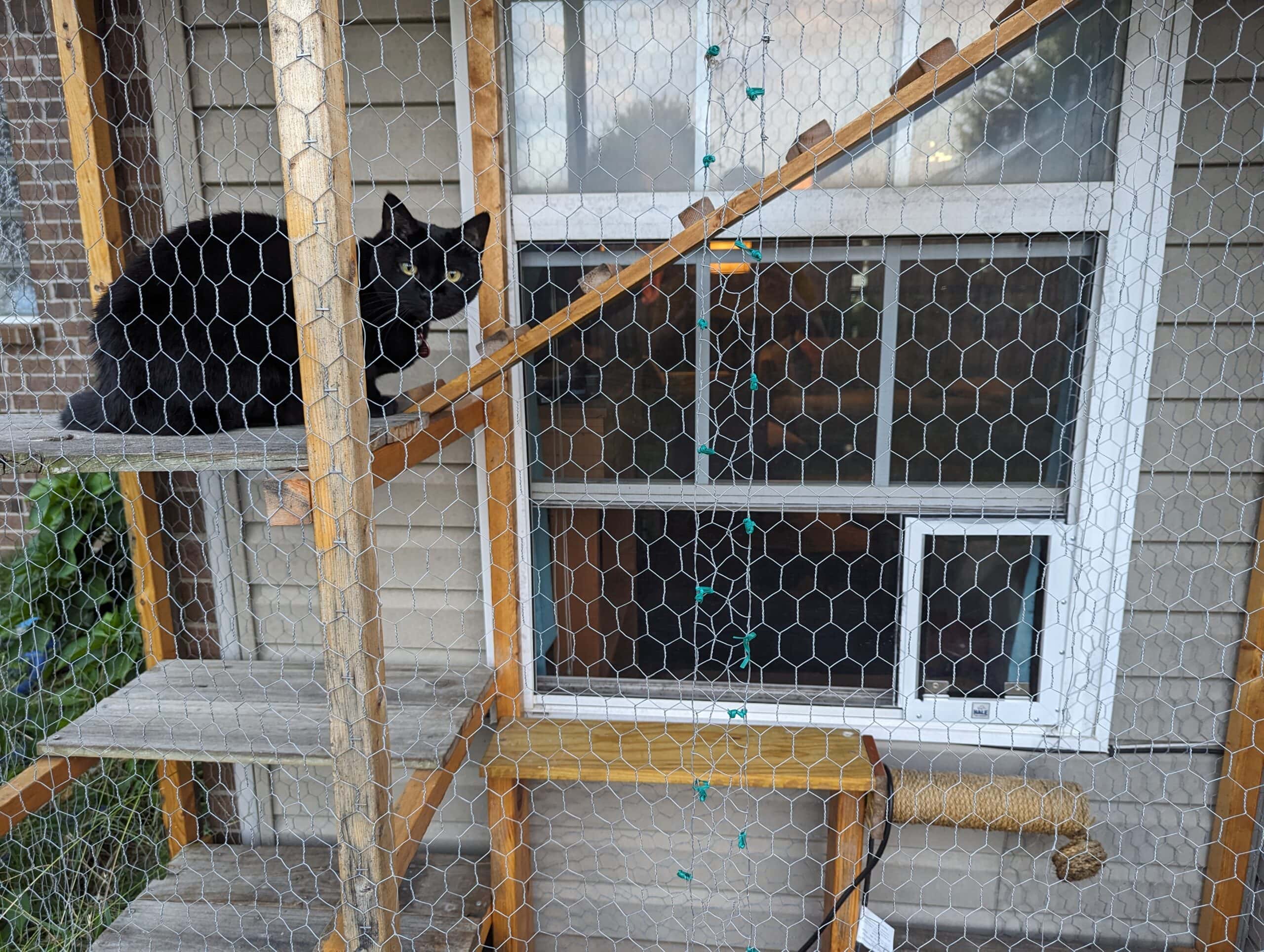 Hale Pet Door leading to catio