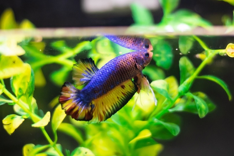 Half moon Betta fish