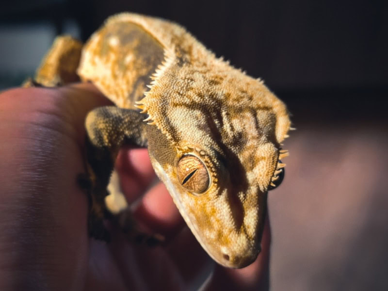 Halloween Crested Gecko held in hand
