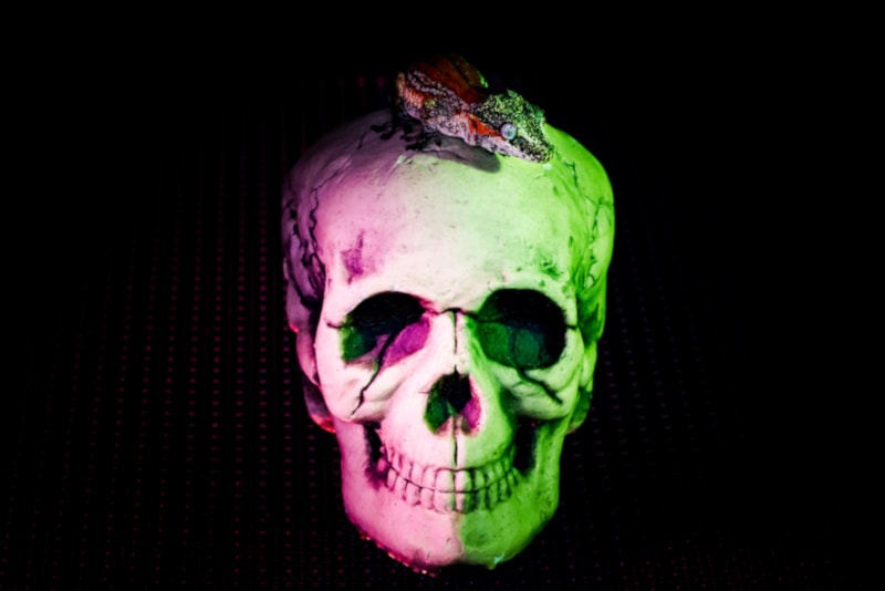 Halloween Crested Gecko on a decorative skull