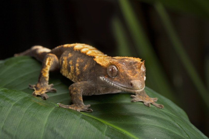 Halloween Crested Gecko on leaf