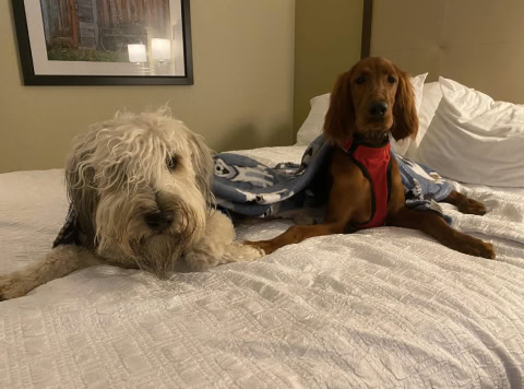 Hampton Inn Billings