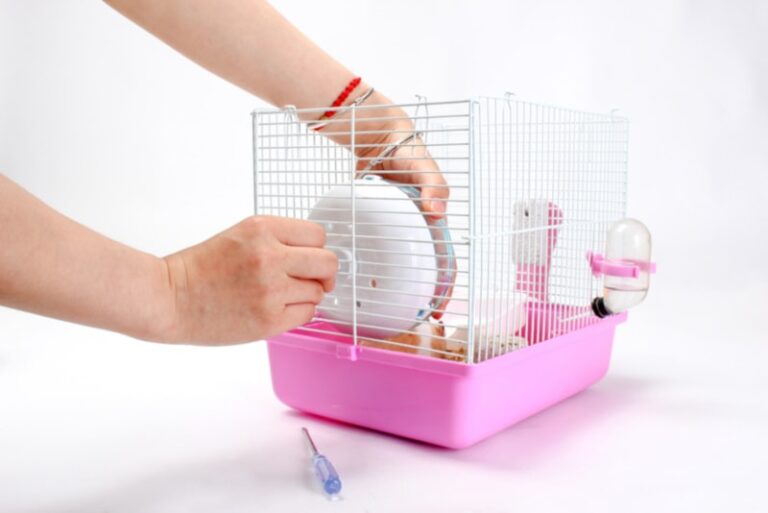 Thumbnail for Hamsters Cage Health And How To Clean