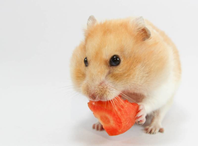 Hamster eating carrot