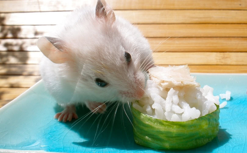 Hamster eating rice