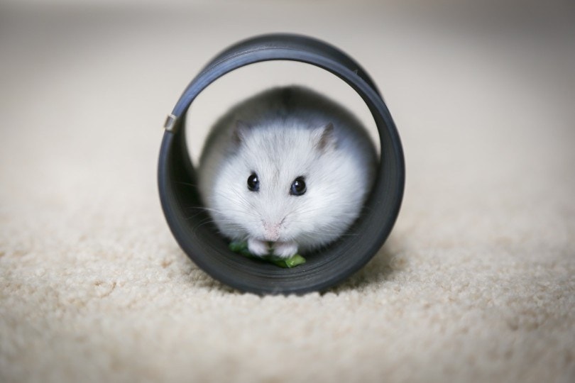 Hamster in a slinky