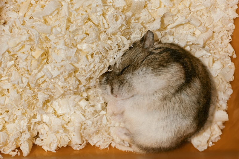 Hamster is sleeping on wood shavings