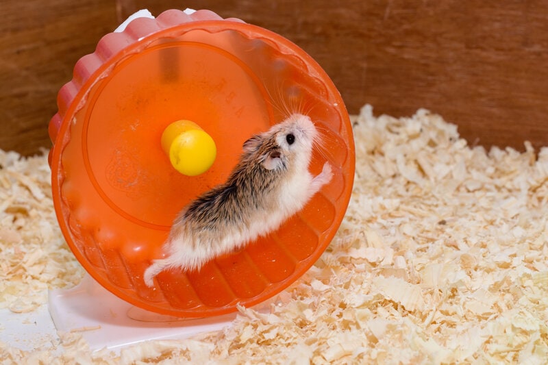 Hamster runs on wheel