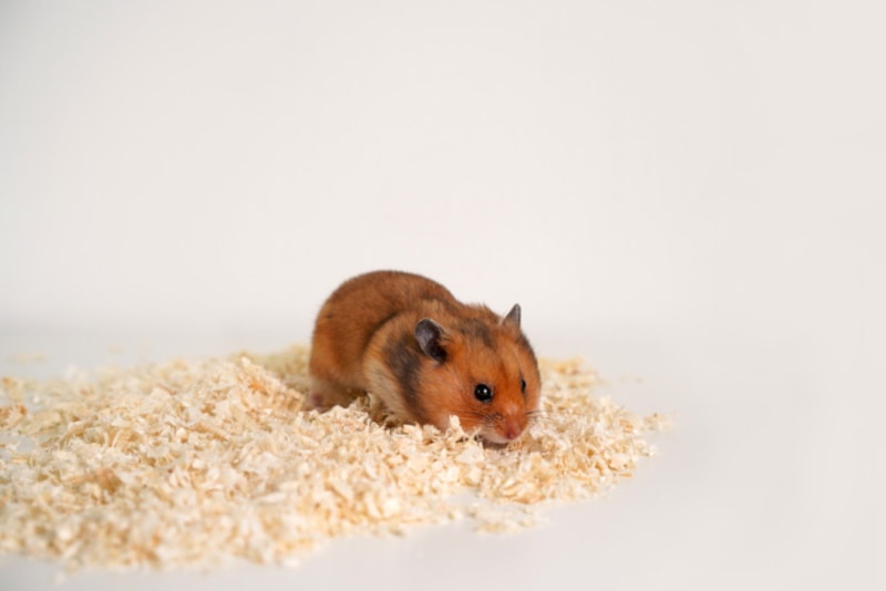 Hamster on top of fresh clean bedding