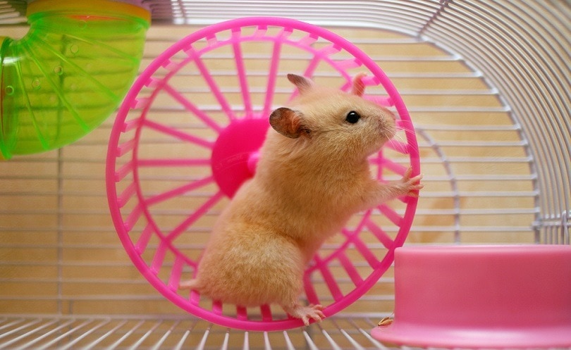 Hamster-running-in-a-wheel_AlexKalashnikov_shutterstock