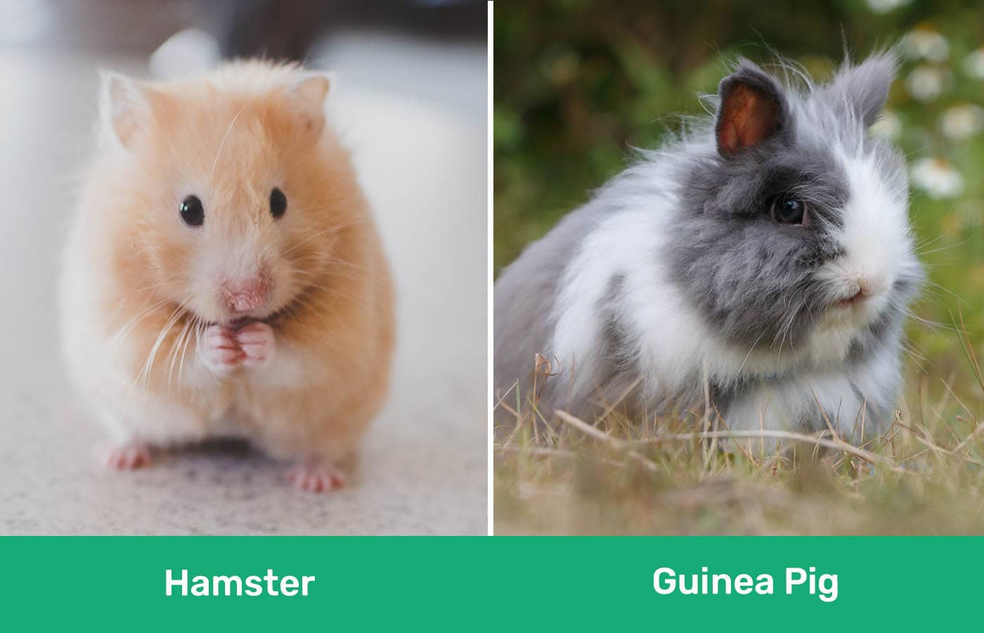 Hamster vs Guinea Pig side by side
