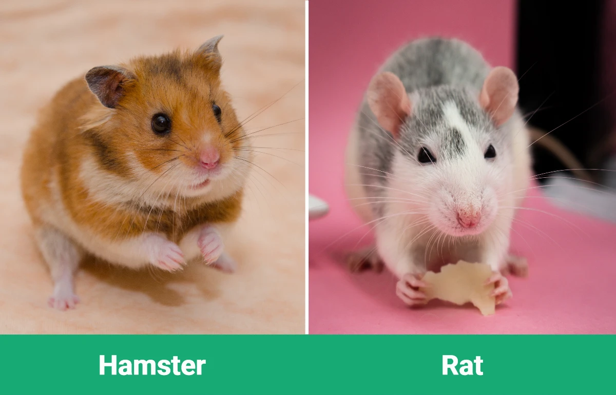 Hamster vs Rat - Visual Differences