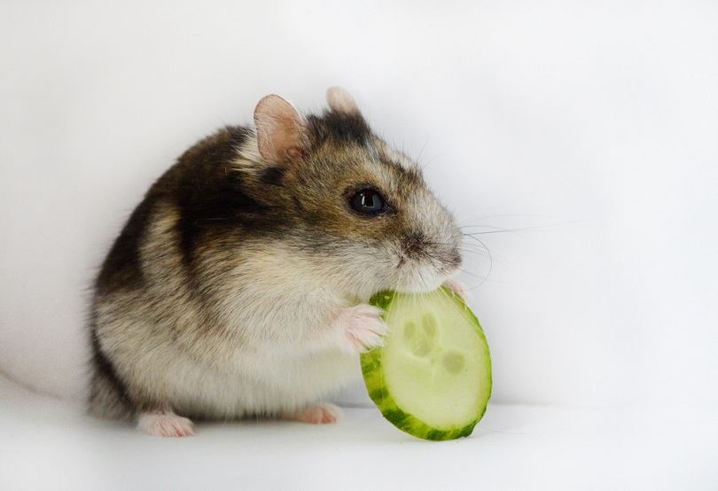 Hamster Eat Cucumbers_Evgenya T_shutterstoc