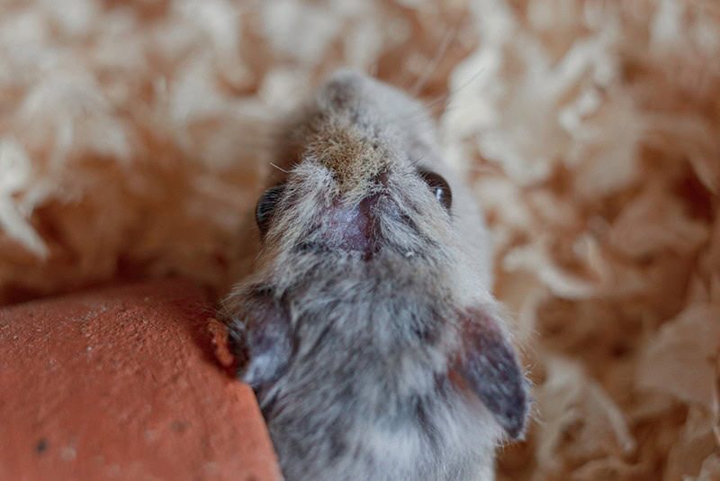 Hamsters have hair loss close up