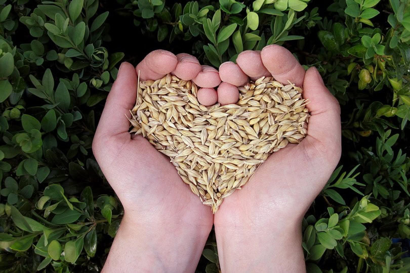 Hands holding a handful of grains