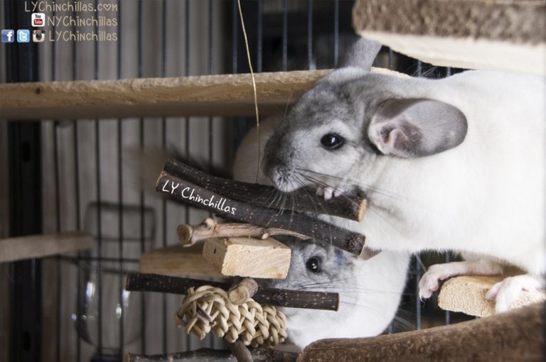 Hanging Wood DIY Chinchilla Toys Plans from LY Chinchillas
