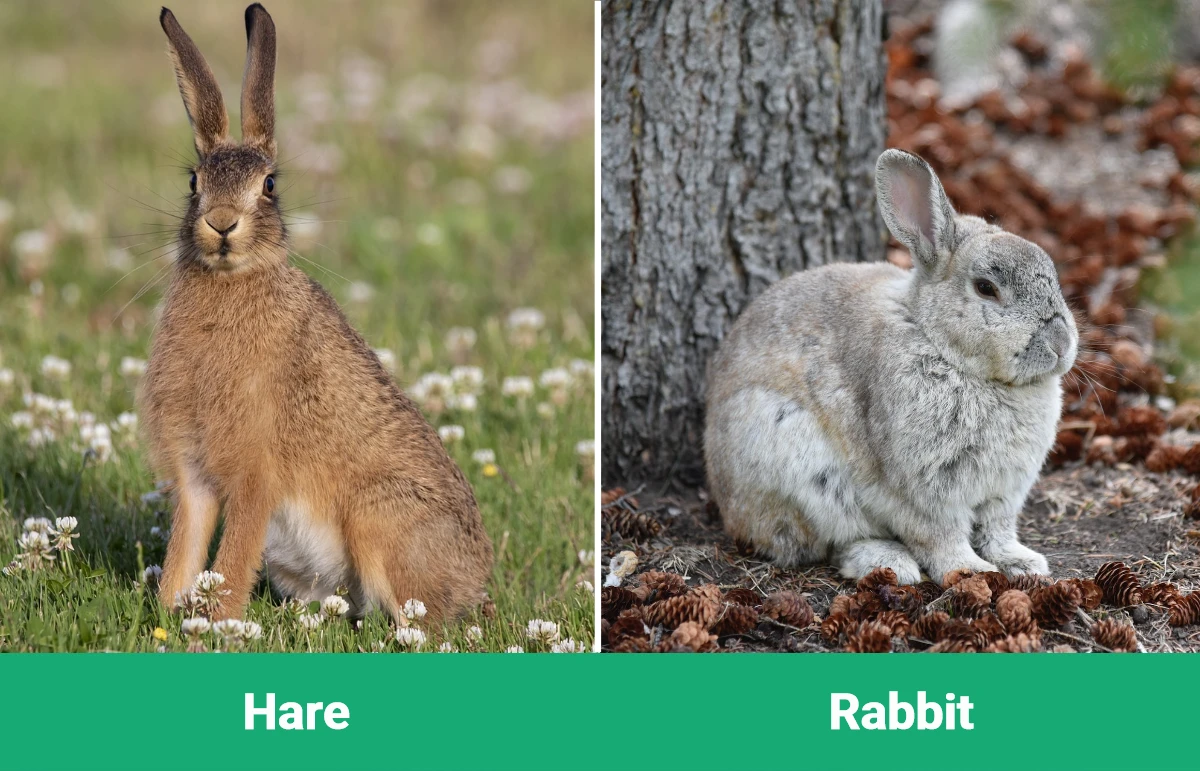 Hare vs Rabbit - Visual Differences