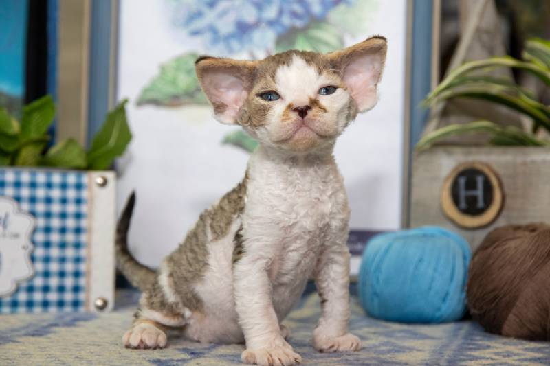 Harlequin Devon Rex kitten on the background of blue hydrangea