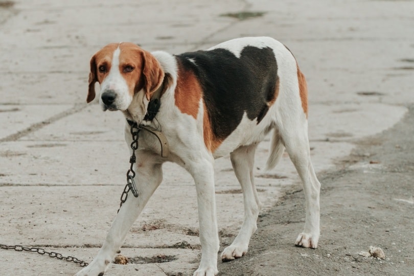 Harrier dog_evaleenage_Shutterstock