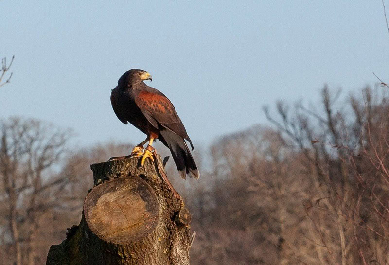 Harris Hawk