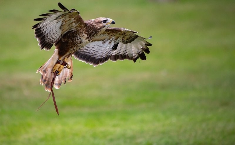 Harris Hawk