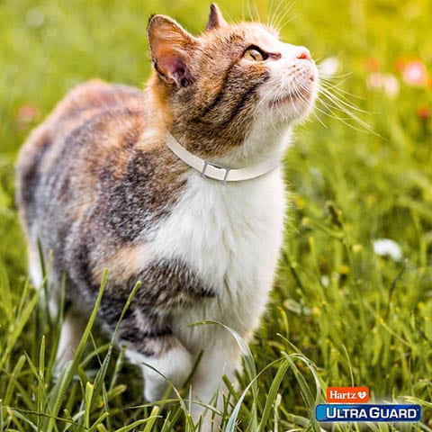 Hartz Ultraguard Flea Collar for Cats worn by a cat outside