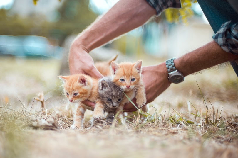 Hauling three kittens