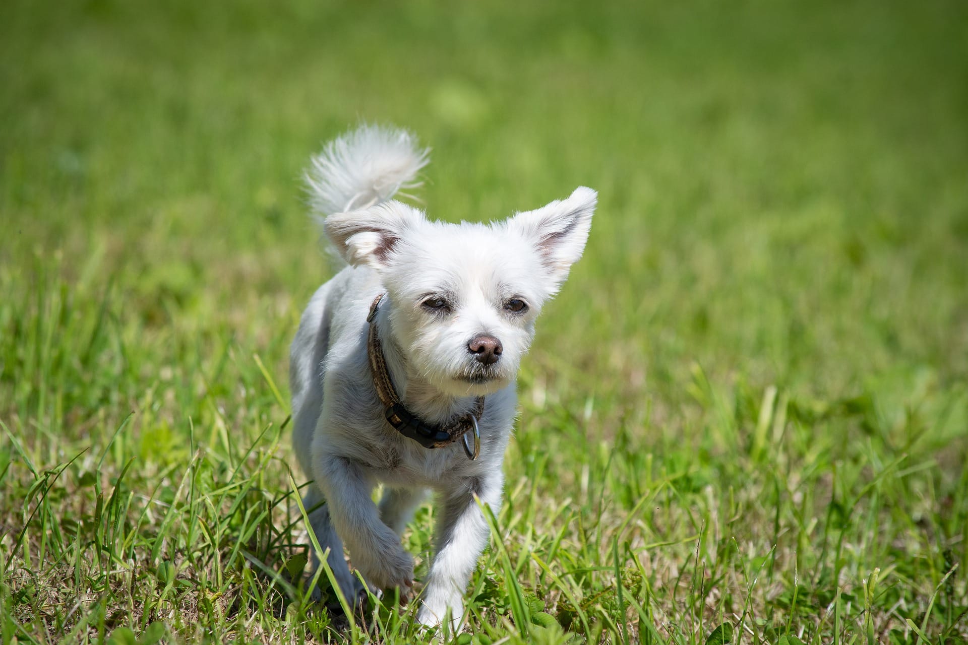 Havamalt on the grass_Pixabay