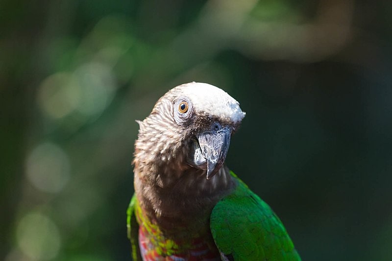 Hawk-headed Parrot
