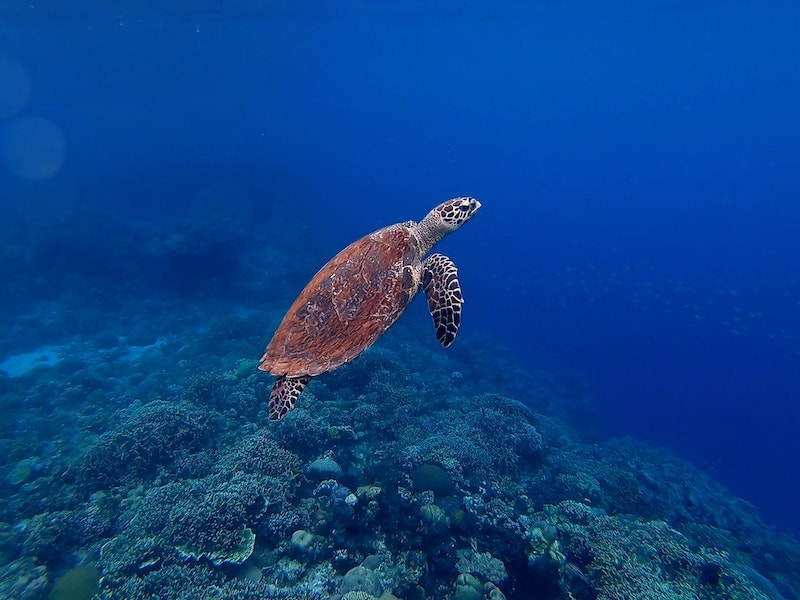 Hawksbill seaturtle underwater