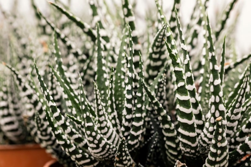 Haworthia_Fabrizio Guarisco_Shutterstock