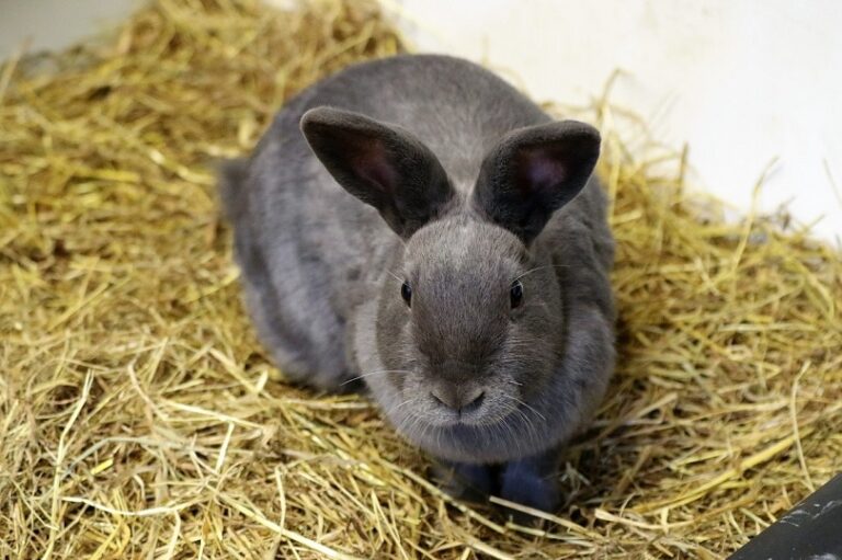 6 Vet-Reviewed Types of Hay for Rabbits: Which One Is Best? (With ...