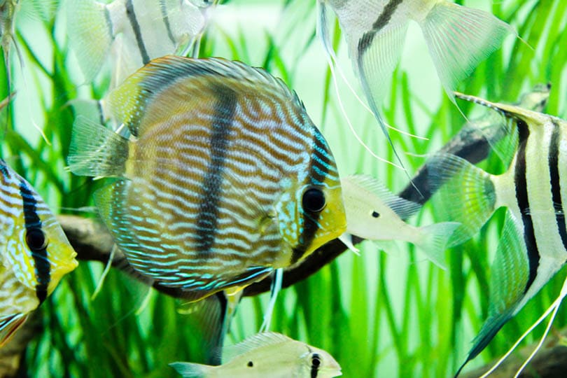 Heckel Discus Cichlid