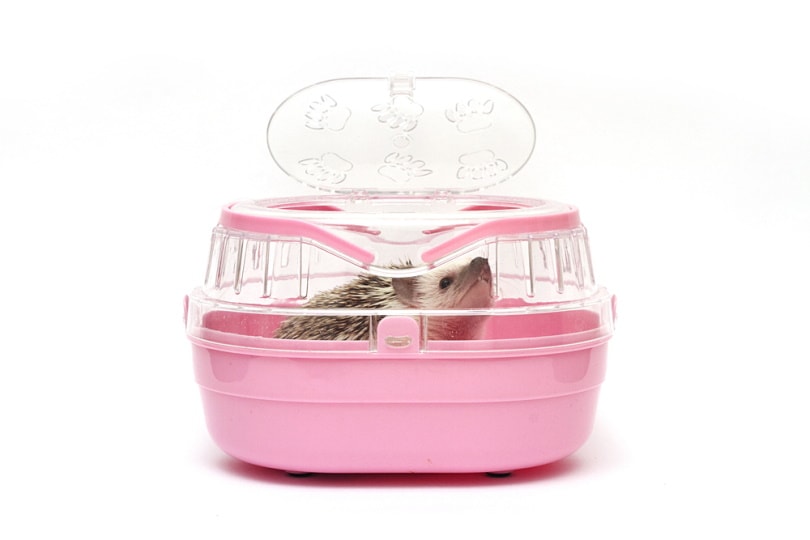 Hedgehog in a pink carrier