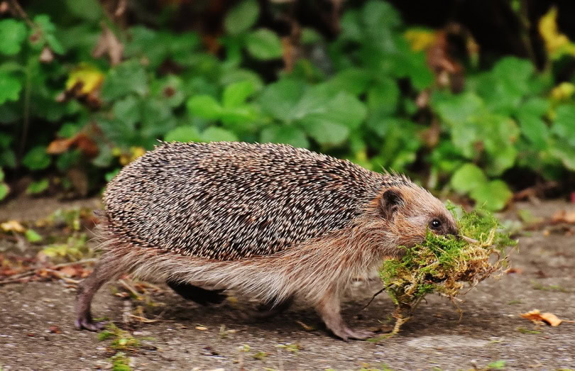 Hedgehog running with grass in mouth