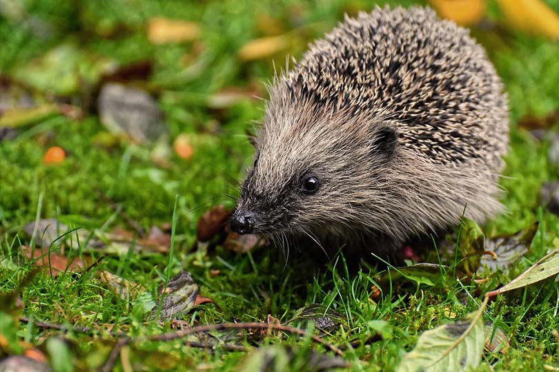 Hedgehogs Closeup