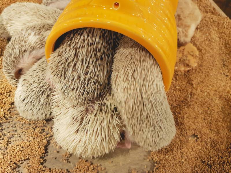 Hedgehogs are jamming themselves in the hideout