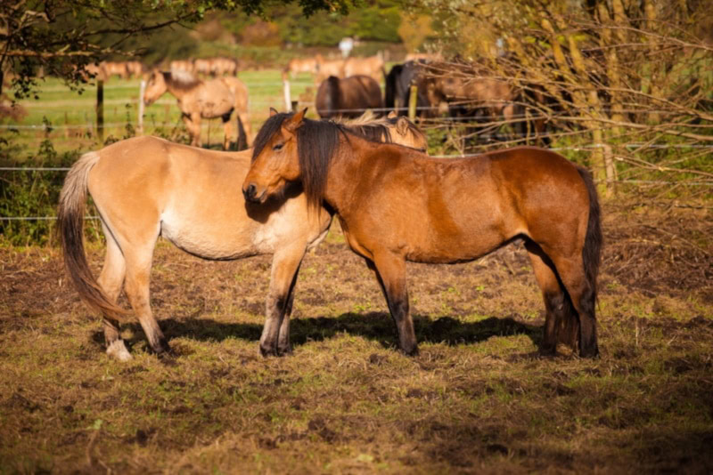 Henson horses grazing