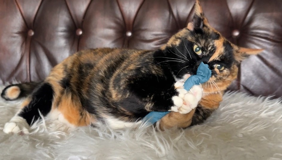 Hepper Catnip Stick Toy - blue - domesitic shorthair tortoiseshell