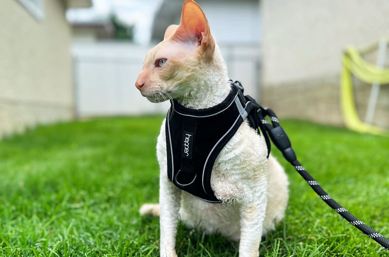 Hepper Harness & leash - Snugs - White Cornish Rex - Outside grass