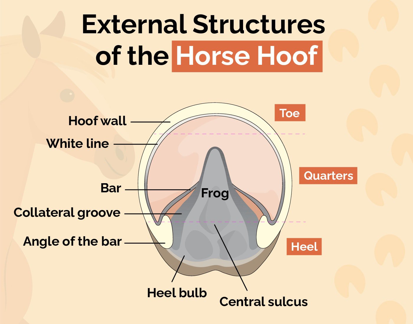 External Structures of the Horse Hoof