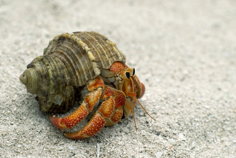 Hermit crab