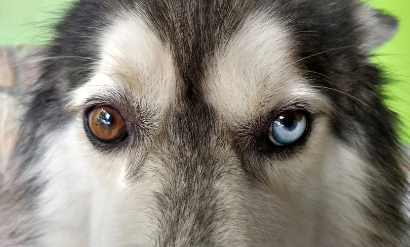 Dog Heterochromia and Segmental Heterochromia