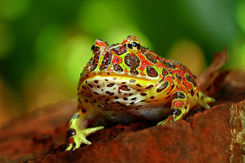 high red ornate pacman frog, ceratophrys ornata