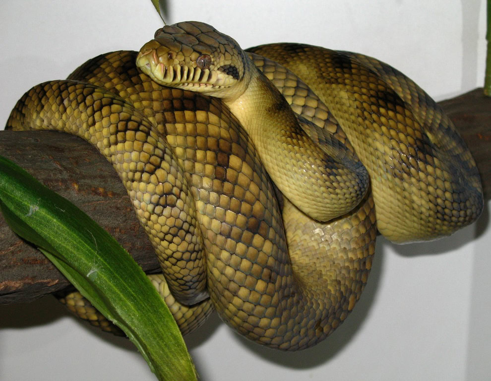 High-Yellow Sorong Amethystine Scrub Python (Morelia amethistina)