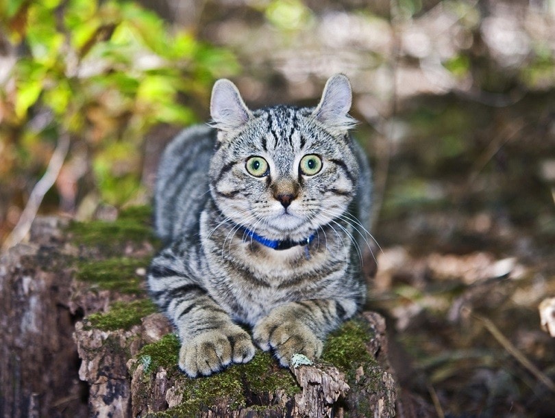 A,Cute,Highland,Lynx,Cat,On,A,Log.,He,Was