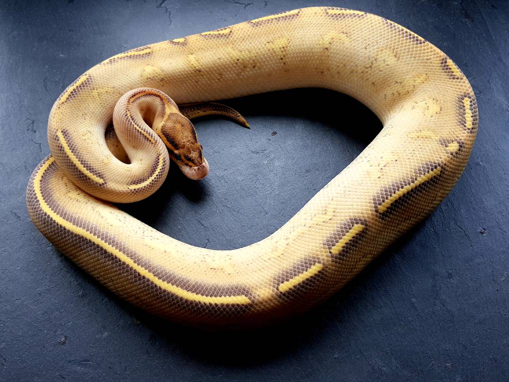 Highway ball python_Deb Davis_Shutterstock